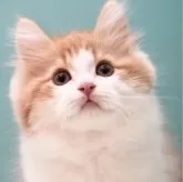 サイベリアン【東京都・男の子・2024年9月22日・レッド&ホワイト】の写真1