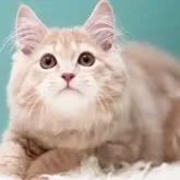 サイベリアン【東京都・男の子・2024年11月29日・クリームタビー】の写真1