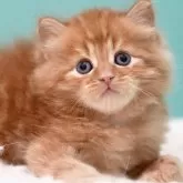 サイベリアン