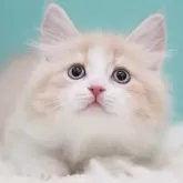 サイベリアン