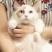 ラグドール【東京都・女の子・2025年3月31日・シールトーティーシェルポイントバイカラー】の写真2