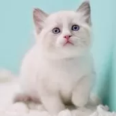 ラグドール【東京都・男の子・2025年10月4日・ブルーポイントバイカラー】の写真2