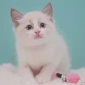 ラグドール【東京都・男の子・2025年6月5日・ブルーポイントバイカラー】の写真2