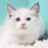 ラグドール【東京都・女の子・2025年9月26日・ブルーポイントバイカラー】の写真2