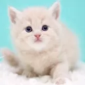 サイベリアン【東京都・男の子・2025年11月14日・クリームタビー&ホワイト】の写真2