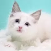 ラグドール【東京都・男の子・2025年9月26日・ブルーポイントバイカラー】の写真2