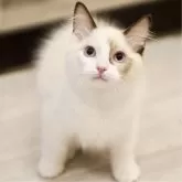 ラグドール【東京都・男の子・2025年2月15日・シールポイントバイカラー】の写真7