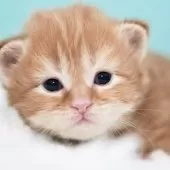 サイベリアン【東京都・男の子・2025年4月2日・レッドタビー&ホワイト】の写真2