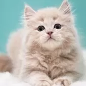 サイベリアン【東京都・男の子・2024年11月29日・クリームタビー】の写真3