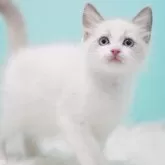 ラグドール【東京都・男の子・2025年9月8日・ブルーポイントバイカラー】の写真3