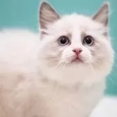 ラグドール【東京都・女の子・2024年11月21日・ブルーポイントバイカラー】の写真3