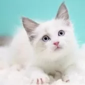 ラグドール【東京都・男の子・2025年9月26日・ブルーポイントバイカラー】の写真3