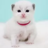 ラグドール【東京都・女の子・2026年2月14日・ブルーポイントバイカラー】の写真3