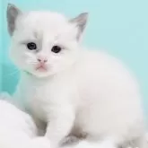 ラグドール【東京都・男の子・2025年10月7日・ブルーポイントバイカラー】の写真4