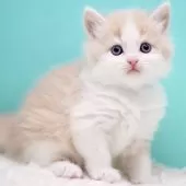 サイベリアン【東京都・男の子・2025年11月14日・クリーム&ホワイト】の写真4