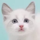 ラグドール【東京都・男の子・2025年9月8日・ブルーポイントバイカラー】の写真4