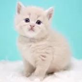 サイベリアン【東京都・男の子・2025年11月14日・クリームタビー&ホワイト】の写真4