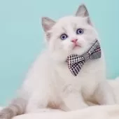 ラグドール【東京都・男の子・2025年12月17日・ブルーポイントバイカラー】の写真4