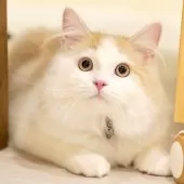 サイベリアン【東京都・男の子・2025年11月29日・クリーム&ホワイト】の写真5