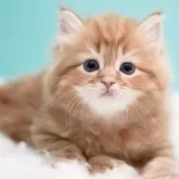 サイベリアン【東京都・女の子・2024年11月29日・レッドタビー&ホワイト】の写真2