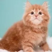 サイベリアン【東京都・男の子・2025年4月16日・レッドタビー&ホワイト】の写真5