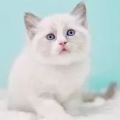 ラグドール【東京都・男の子・2025年10月4日・ブルーポイントバイカラー】の写真5