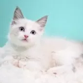 ラグドール【東京都・男の子・2025年9月26日・ブルーポイントバイカラー】の写真5