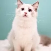 ラグドール【東京都・男の子・2024年12月16日・ブルーポイントバイカラー】の写真5