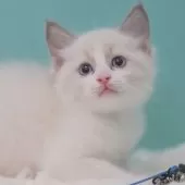 ラグドール【東京都・男の子・2025年6月5日・ブルーポイントバイカラー】の写真5