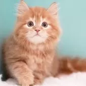 サイベリアン【東京都・男の子・2025年4月16日・レッドタビー&ホワイト】の写真6