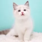 ラグドール【東京都・男の子・2025年10月7日・ブルーポイントバイカラー】の写真6