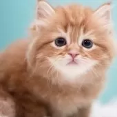 サイベリアン【東京都・女の子・2024年11月29日・レッドタビー&ホワイト】の写真6