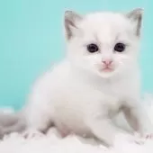 ラグドール【東京都・男の子・2025年10月4日・ブルーポイントバイカラー】の写真6