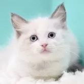 ラグドール【東京都・女の子・2025年9月26日・ブルーポイントバイカラー】の写真6