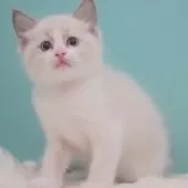 ラグドール【東京都・男の子・2025年6月5日・ブルーポイントバイカラー】の写真6