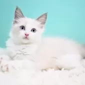 ラグドール【東京都・男の子・2025年9月26日・ブルーポイントバイカラー】の写真6