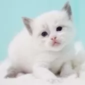 ラグドール【東京都・男の子・2025年10月7日・ブルーポイントバイカラー】の写真7