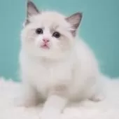 ラグドール【東京都・男の子・2025年8月3日・ブルーポイントバイカラー】の写真7