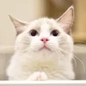 ラグドール【東京都・男の子・2025年6月5日・ブルーポイントバイカラー】の写真7