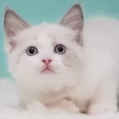 ラグドール【東京都・男の子・2025年6月5日・ブルーポイントバイカラー】の写真8