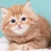 サイベリアン【東京都・女の子・2024年11月29日・レッドタビー&ホワイト】の写真7