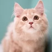 サイベリアン【東京都・男の子・2024年11月29日・クリームタビー】の写真7