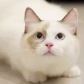 ラグドール【東京都・女の子・2025年3月31日・シールトーティーシェルポイントバイカラー】の写真11