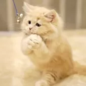 サイベリアン【東京都・男の子・2025年11月29日・クリームタビー&ホワイト】の写真7