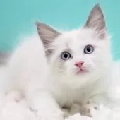 ラグドール【東京都・男の子・2025年9月26日・ブルーポイントバイカラー】の写真8