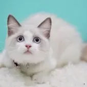 ラグドール【東京都・女の子・2025年9月22日・ブルーポイントバイカラー】の写真8