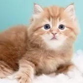 サイベリアン【東京都・女の子・2024年11月29日・レッドタビー&ホワイト】の写真8