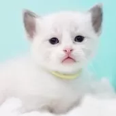 ラグドール【東京都・男の子・2025年10月7日・ブルーポイントバイカラー】の写真8