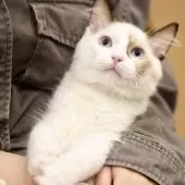 ラグドール【東京都・男の子・2025年2月15日・シールポイントバイカラー】の写真10