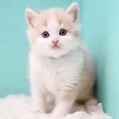 サイベリアン【東京都・男の子・2025年11月14日・クリーム&ホワイト】の写真8